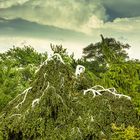 Baum mit weißen Ästen