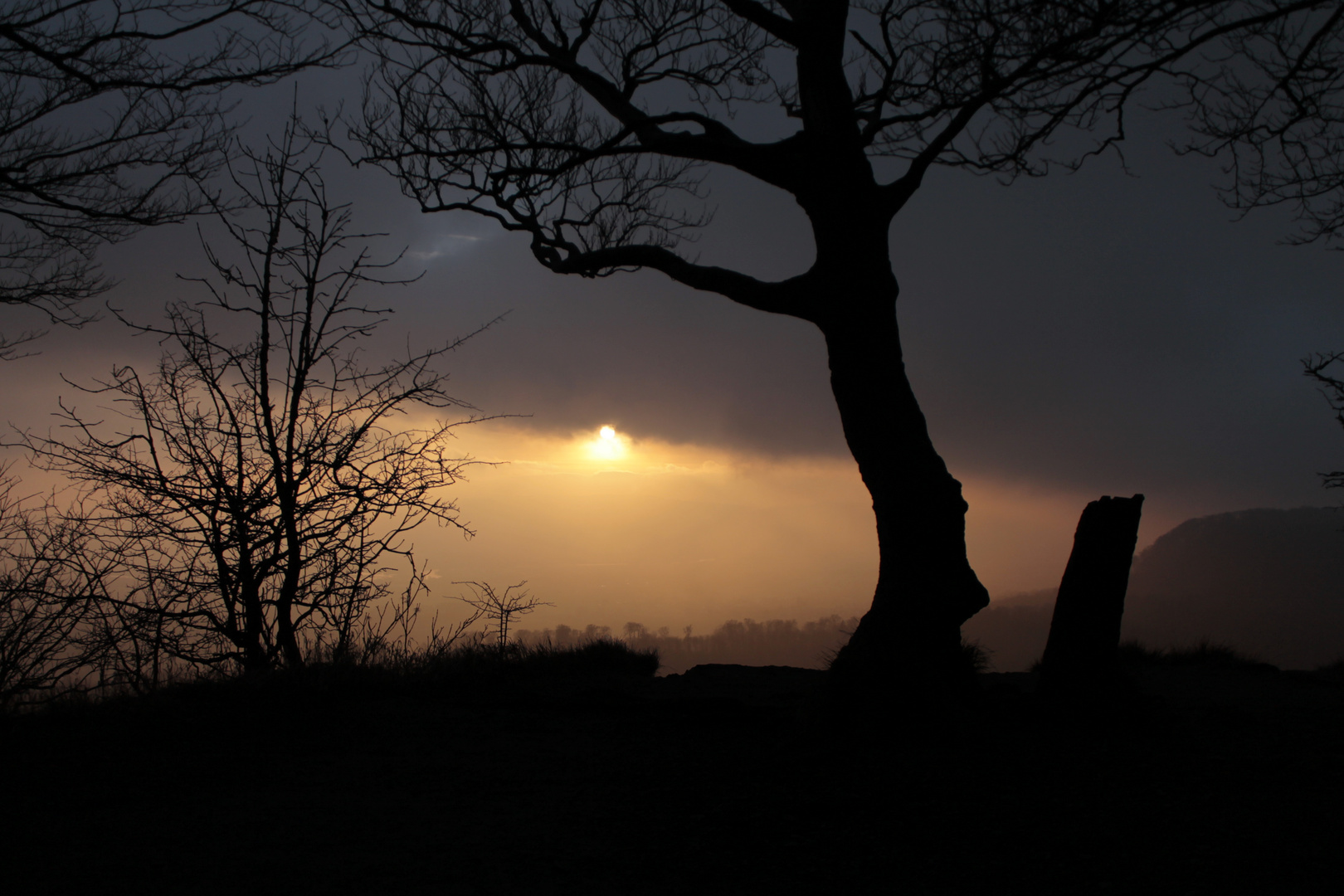 Baum mit Weitblick