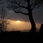 Baum mit Weitblick