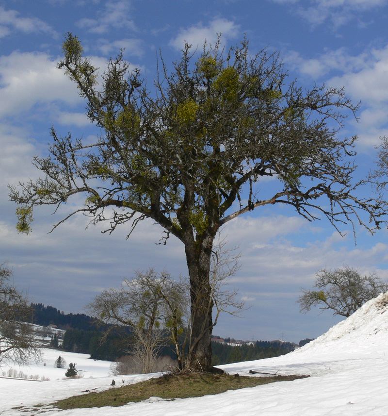 Baum mit Wintergrün (Misteln)