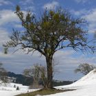 Baum mit Wintergrün (Misteln)