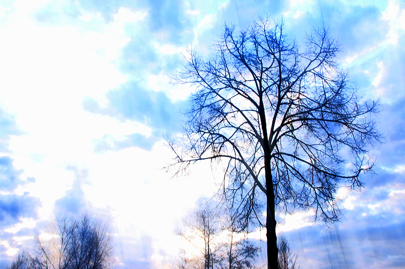 Baum mit Wischeffekt