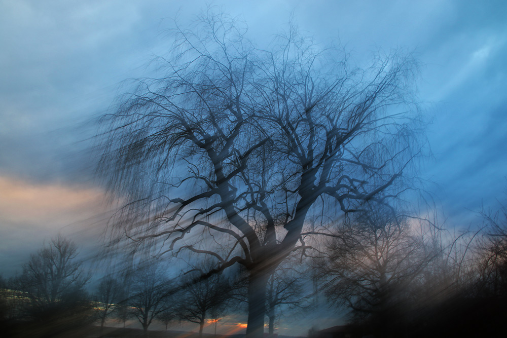 Baum mit Wischeffekt am Abend