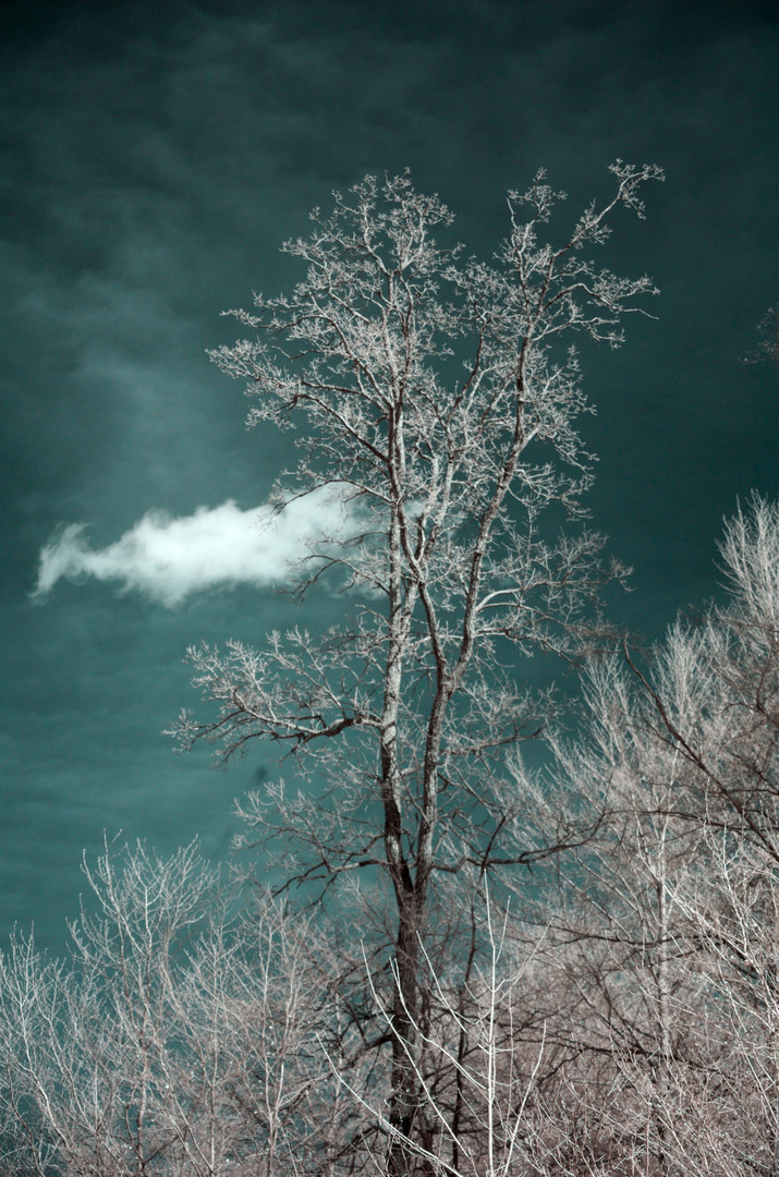 Baum mit Wolke (Infrarot)
