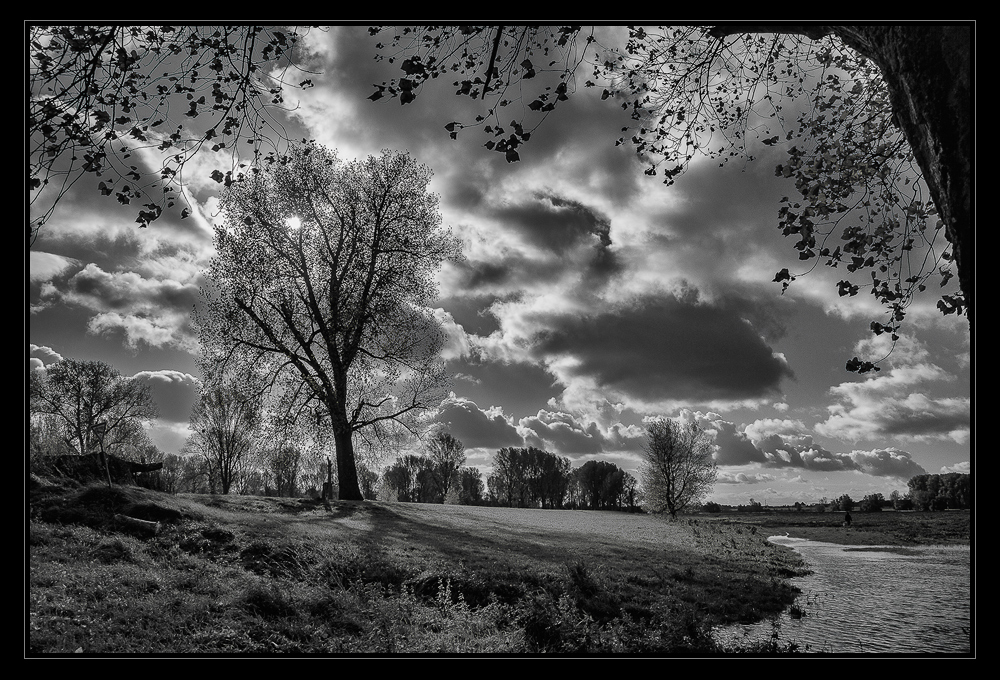 Baum mit Wolken