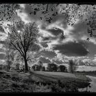 Baum mit Wolken