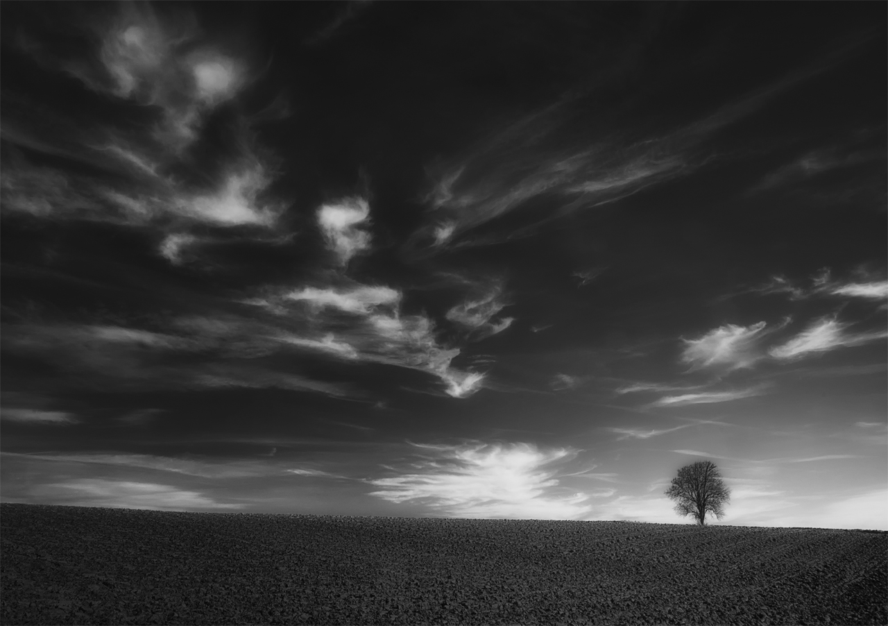 Baum mit Wolken