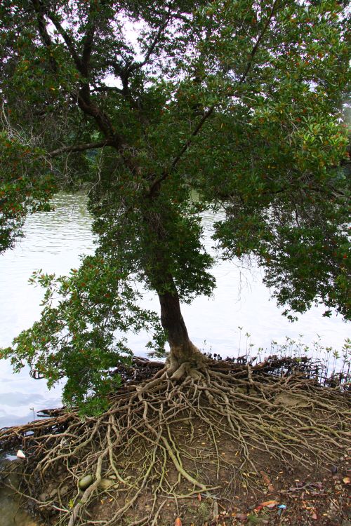 Baum mit Wurzel