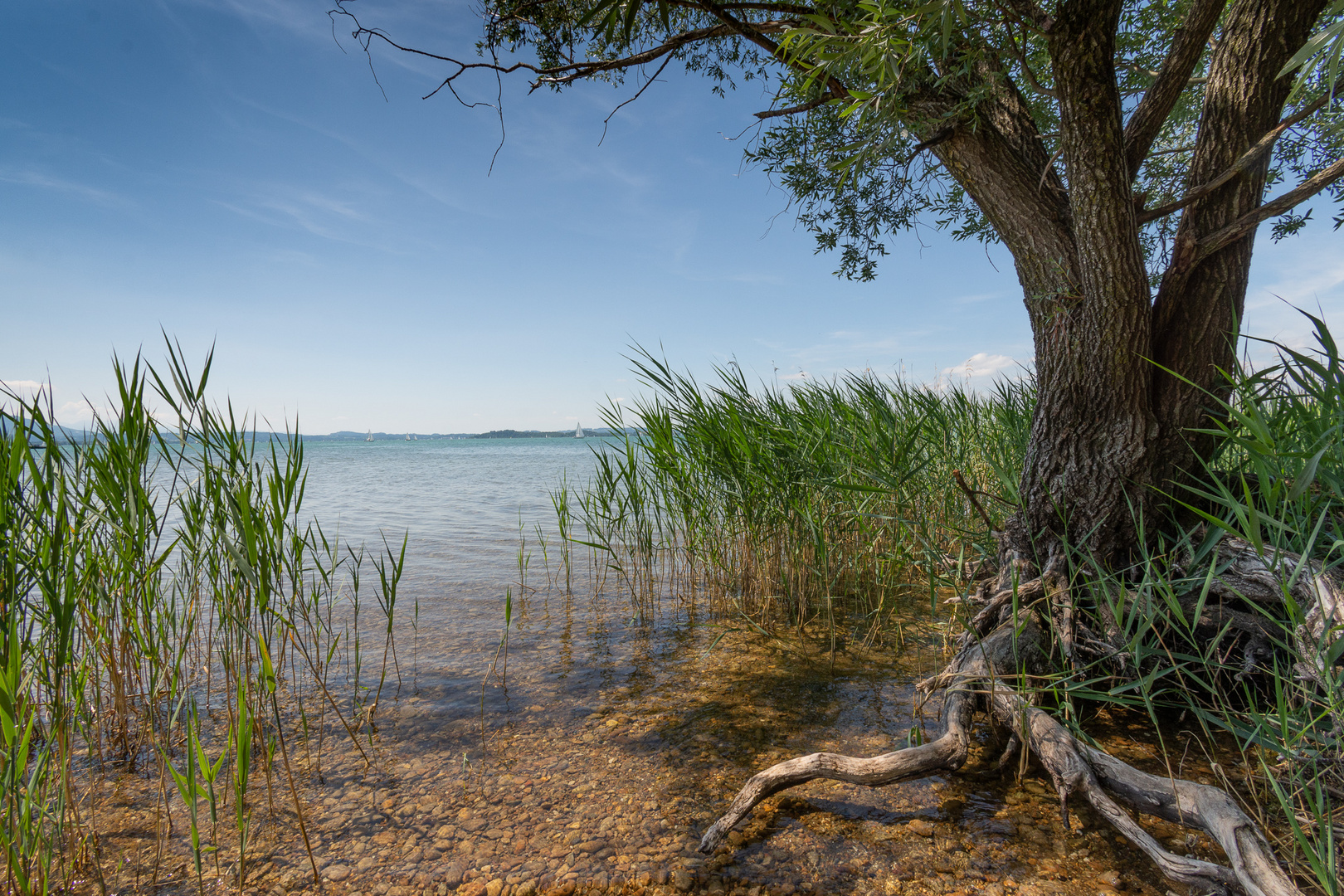 Baum mit Wurzeln am Chiemsee