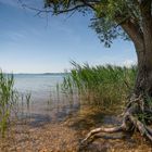 Baum mit Wurzeln am Chiemsee