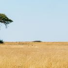 Baum mit Zebra