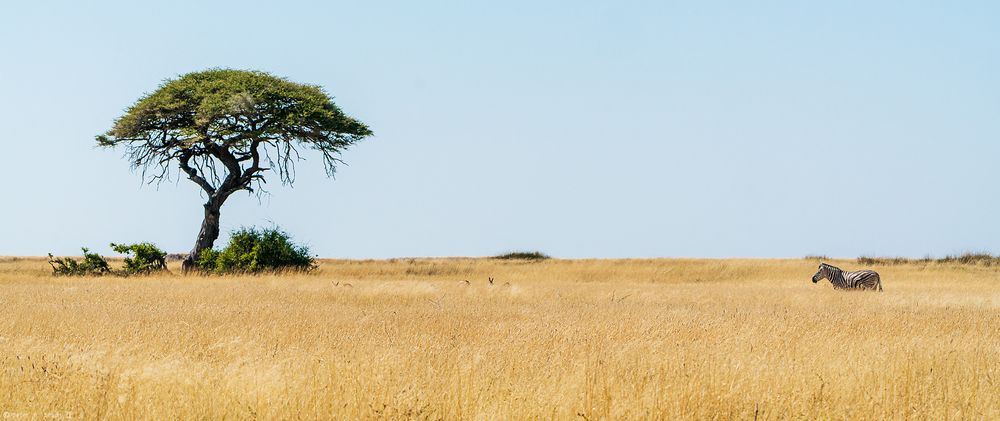 Baum mit Zebra