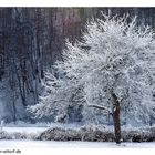 "Baum mit Zuckerguss"