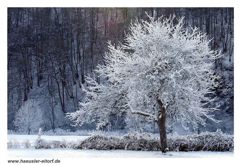 "Baum mit Zuckerguss"