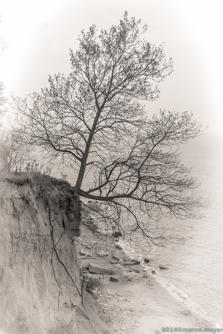 Baum mit Zukunft