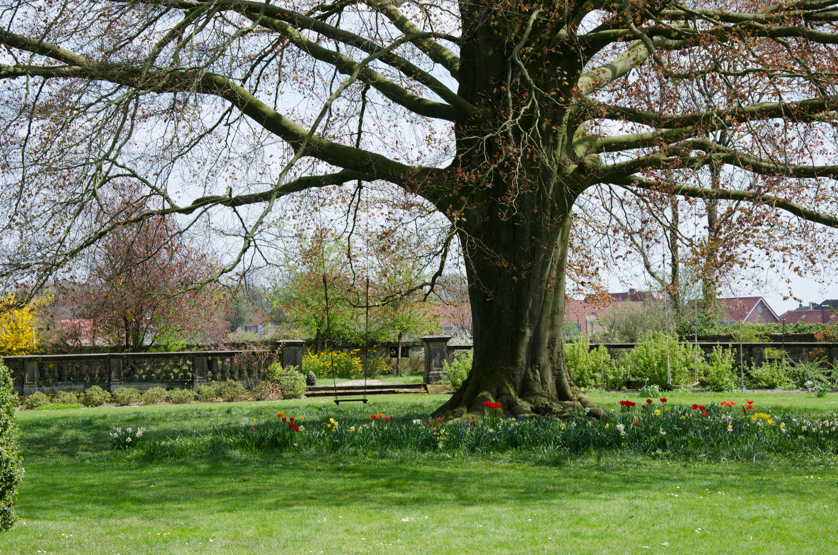 Baum mit zwei Schaukeln