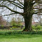 Baum mit zwei Schaukeln