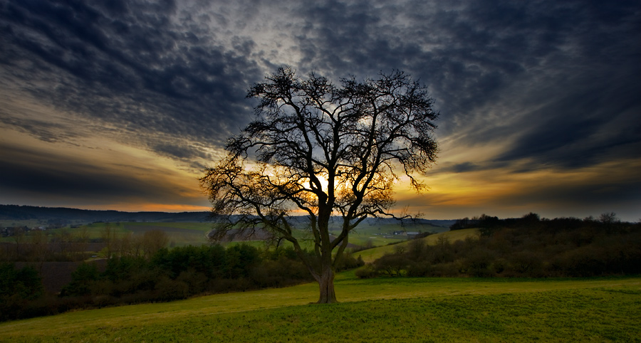 Baum mittig