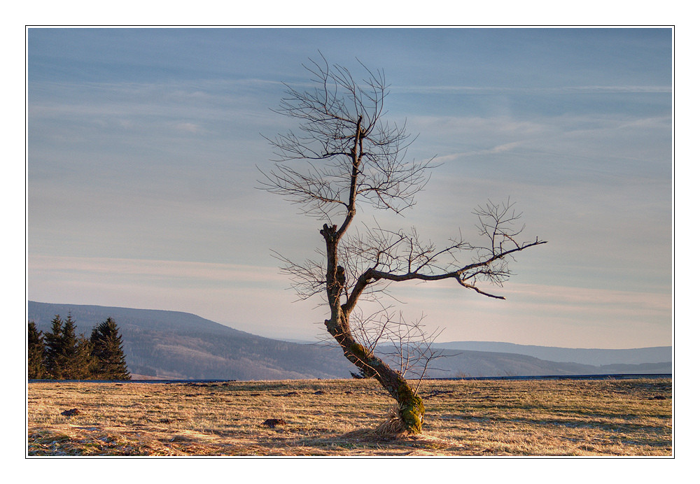 baum mittig ...