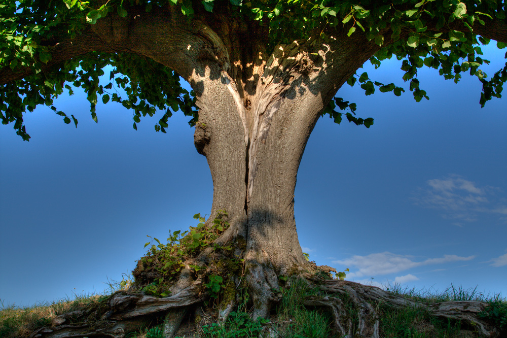 Baum mittig