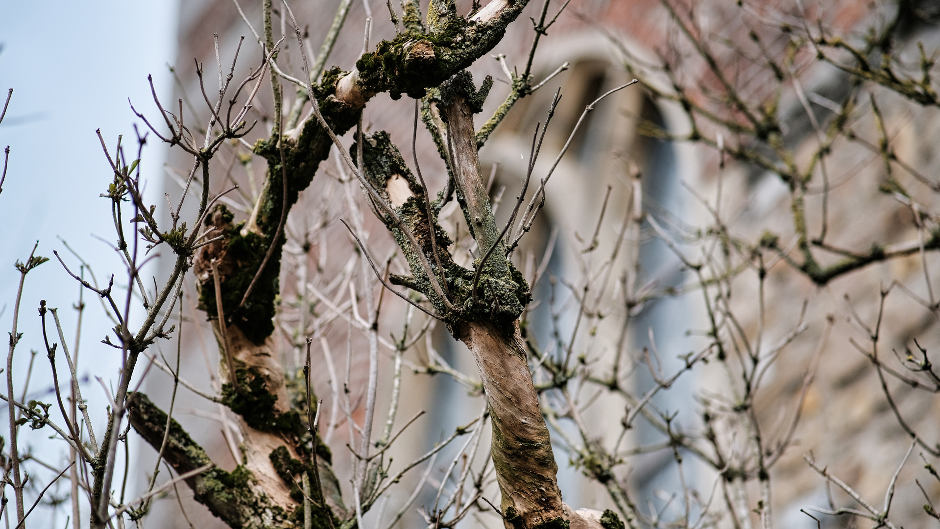 Baum Moos Frühling Knospen Kirche Kloster