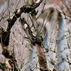 Baum Moos Frühling Knospen Kirche Kloster