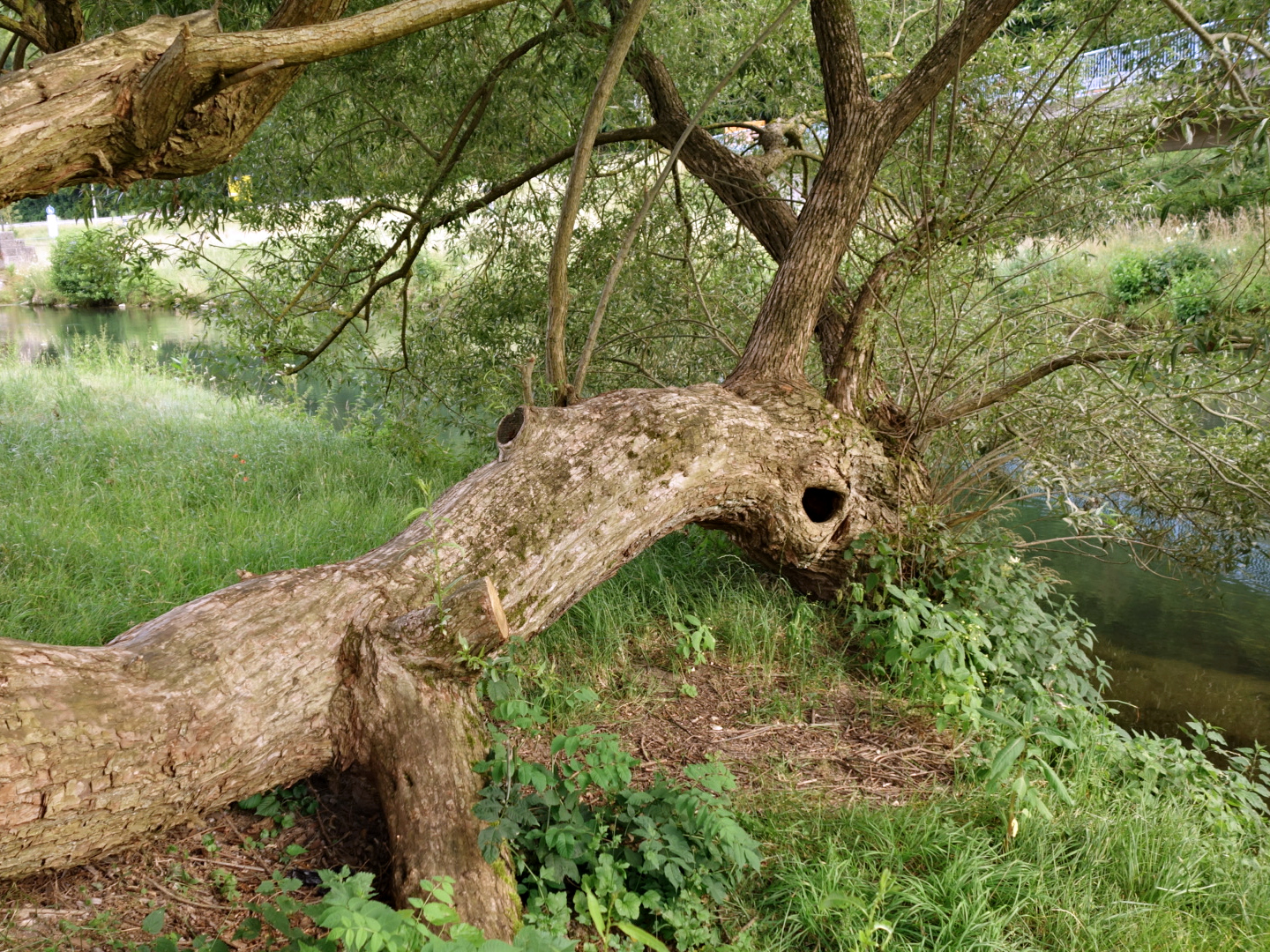 Baum muss trinken