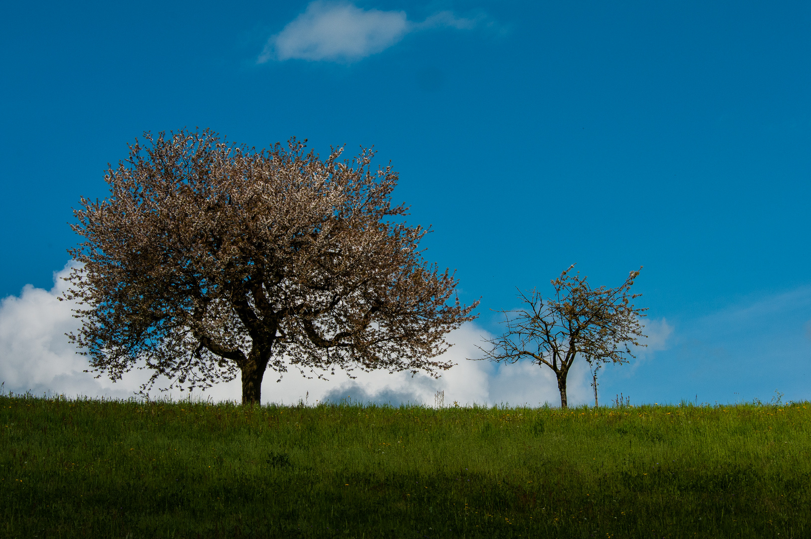 Baum Mutter Tochter