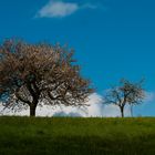 Baum Mutter Tochter