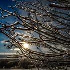 Baum nach dem Eisregen