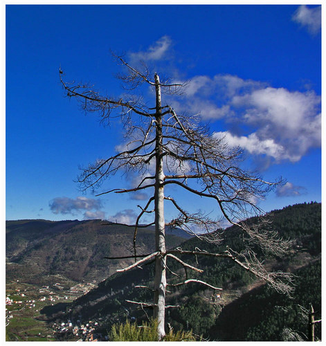 Baum nach Feuer - Manteigas - Portugal