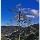 Baum nach Feuer - Manteigas - Portugal