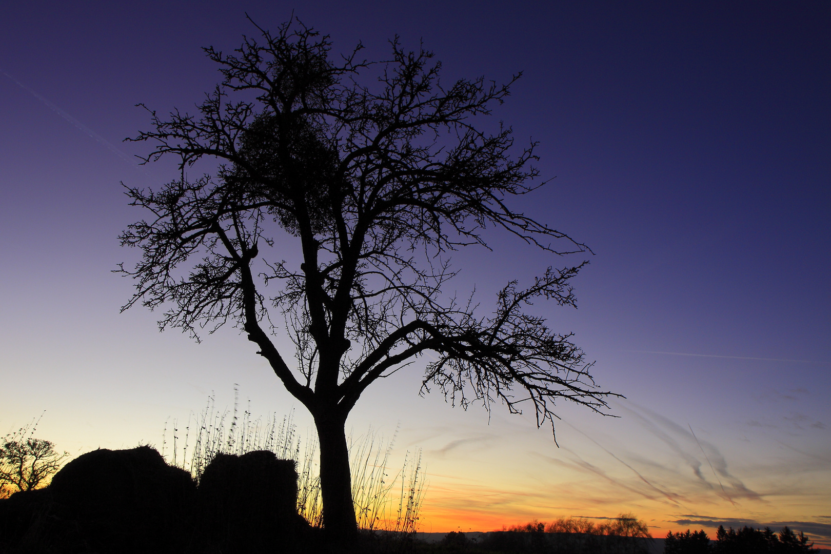 Baum nach Sonnenuntergang