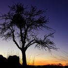 Baum nach Sonnenuntergang