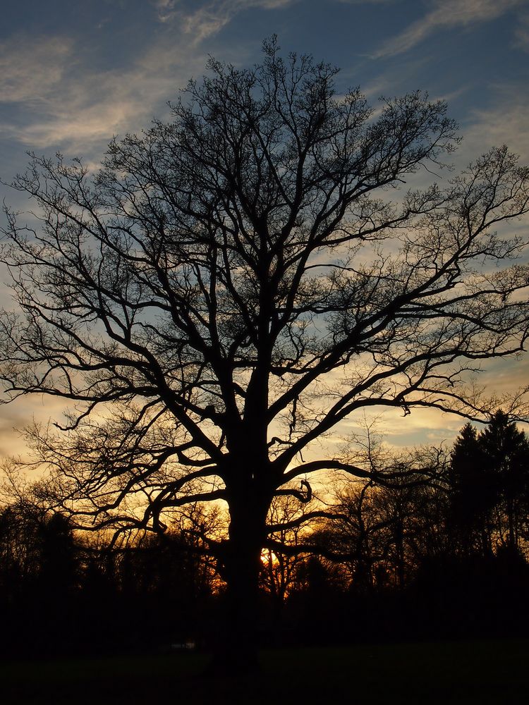 Baum nach Sonnenuntergang