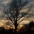 Baum nach Sonnenuntergang