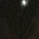 Baum Nachtaufnahme