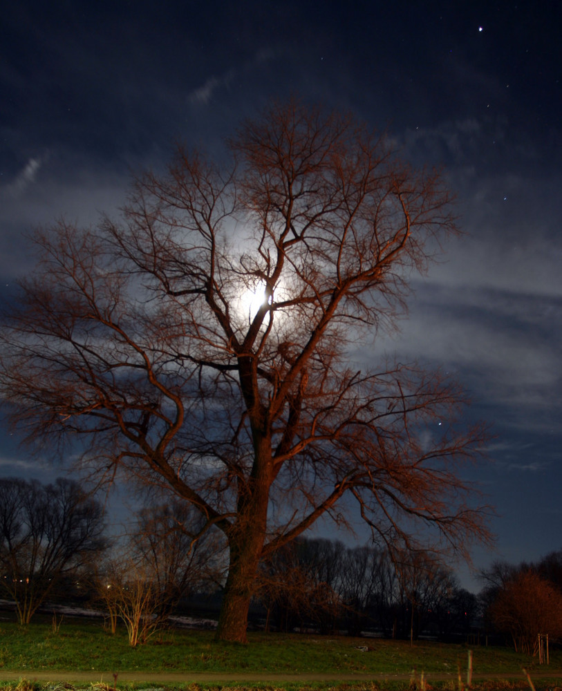 Baum Nachts fotografiert