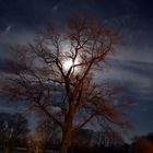 Baum Nachts fotografiert