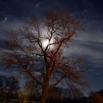 Baum Nachts fotografiert