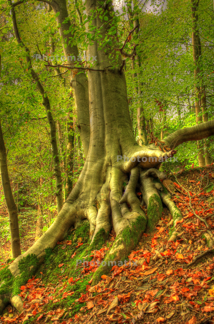 Baum nähe Attendorn