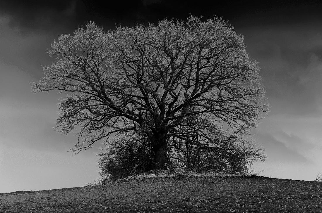 Baum nahe der Viereckschanze Egling