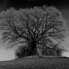 Baum nahe der Viereckschanze Egling