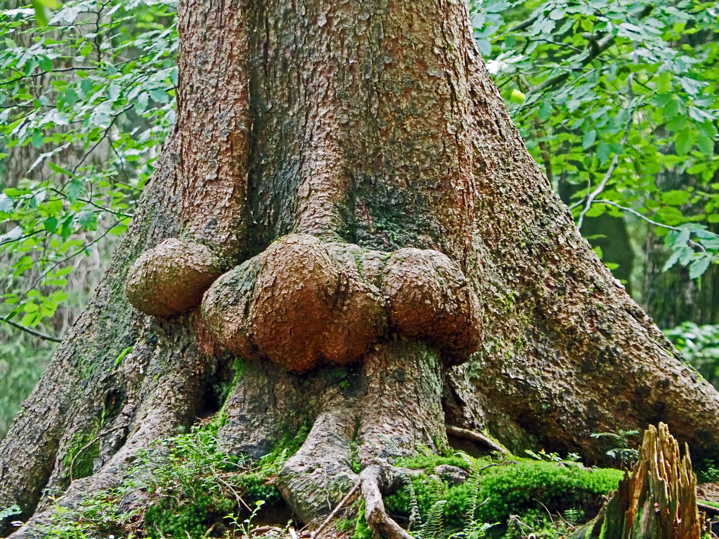 Baum Nase oder Nasenbaum?