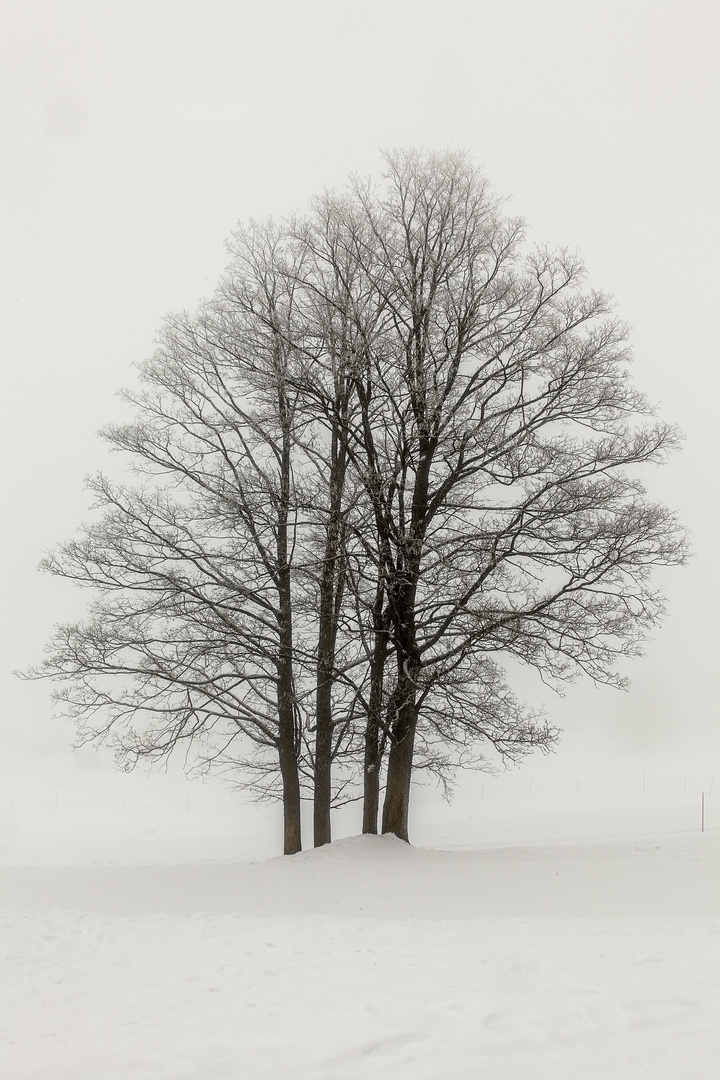 Baum, Nebel, Schnee