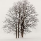 Baum, Nebel, Schnee