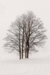 Baum, Nebel, Schnee