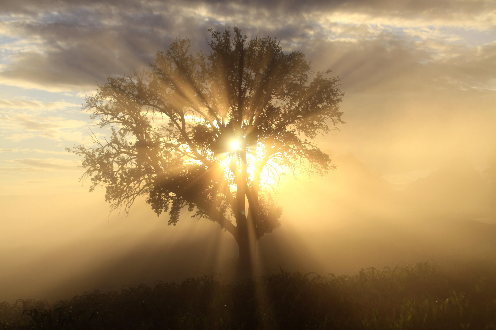 Baum , Nebel , Sonne