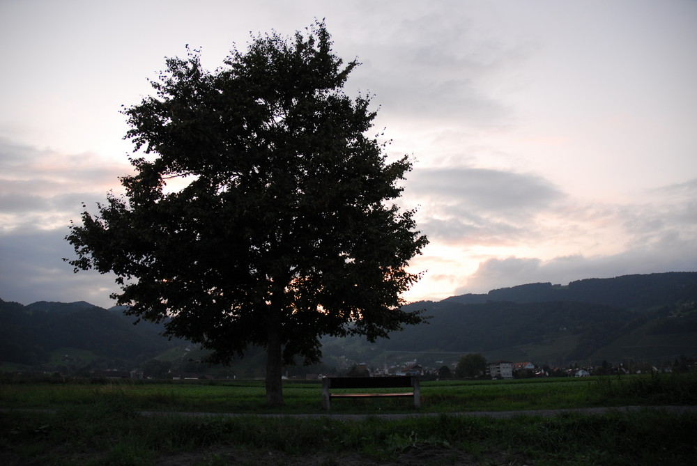 Baum neben Bank