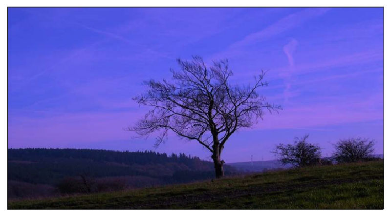 Baum neben zwei Sträuchern